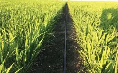 Samsun’da 30 ton soya ve 126 ton çeltik tohumu üreticilere dağıtıldı
