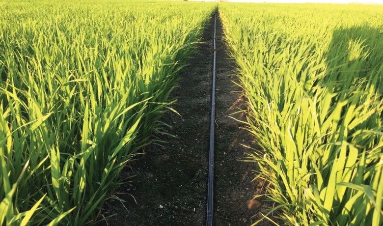 Samsun’da 30 ton soya ve126 ton çeltik tohumu üreticilere dağıtıldı - Samsun Valisi Dr. Zülkif Dağlı üreticilere soya yetiştiriciliği geliştirmesi projesi kapsamında 30 ton soya tohumu, çeltik yetiştiriciliği geliştirme projesi kapsamında ise 126 ton çeltik tohumu dağıtıldığını söyledi.