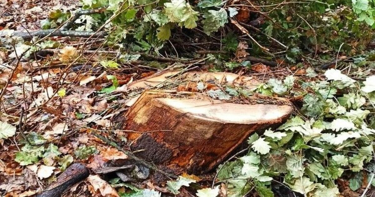 Ormandan kaçak odun kesen şahıs yakalandı