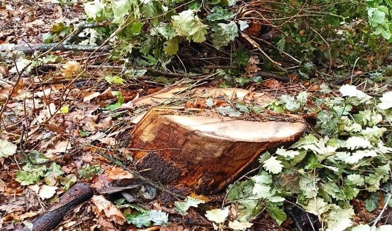 Ormandan kaçak odun kesen şahıs yakalandı - Samsun’un Bafra ilçesinde kaçak orman emvali kesimi yapan şahıs jandarma ekiplerince yakalandı.