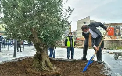 Saathane Meydanı zeytin ağaçları ile yeşilleniyor
