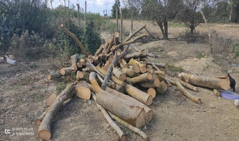 Alaçam’da 30 ton kaçak orman emvali ele geçirildi

