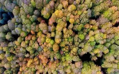 Nebiyan’da masalsı hazan
