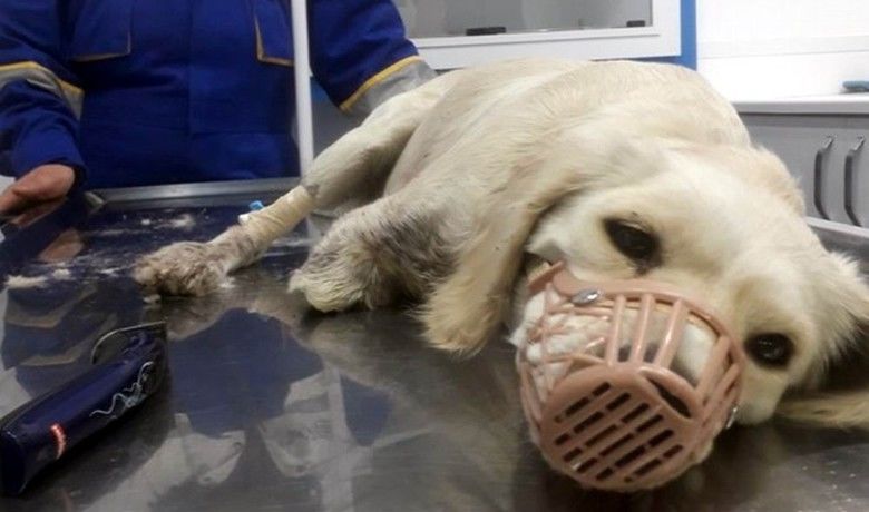 Samsun Barosu’ndan bacaklarıkesilen köpek hakkında açıklama - Samsun Barosu tarafından yapılan açıklamada Havza’da ön bacakları kesilmiş halde bulunan köpeğin sağlık durumunun iyiye gittiği açıklandı.