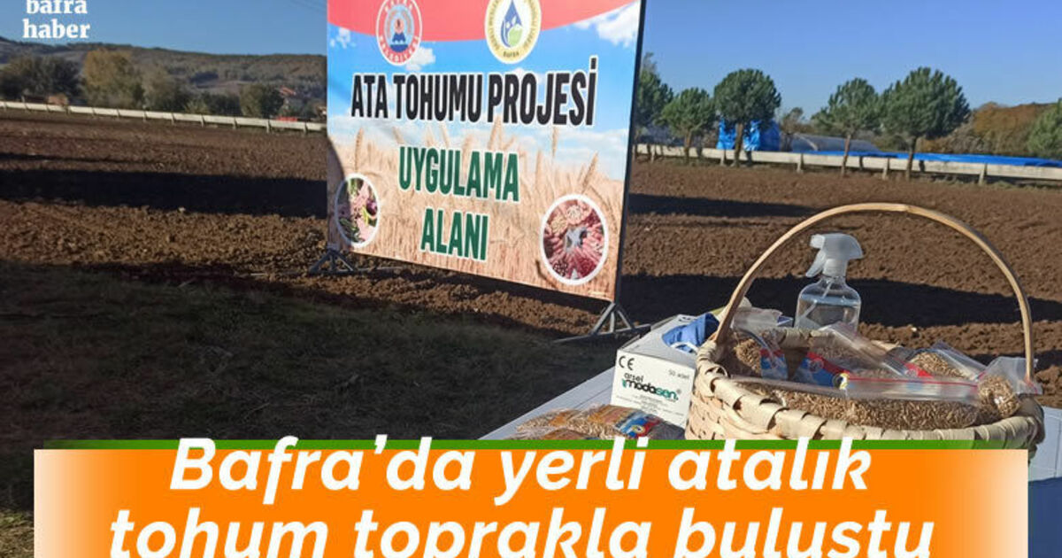 Bafra’da yerli atalık tohum toprakla buluştu