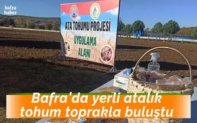 Bafra’da yerli atalık tohum toprakla buluştu