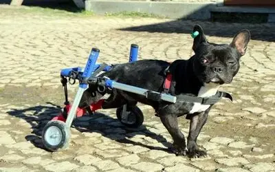 Bacakları felç olan köpek yürüteçle hayata tutundu
