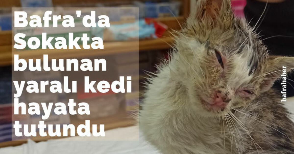 Sokakta bulunan yaralı kedi hayata tutundu