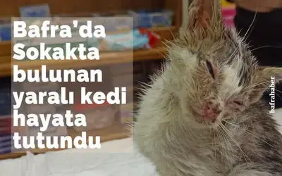Sokakta bulunan yaralı kedi hayata tutundu