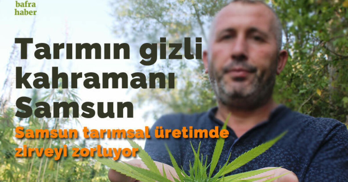 Tarımın gizli kahramanı Samsun