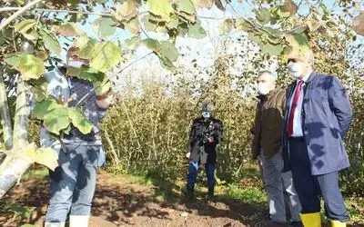 Fındık üreticilerine ‘budama’ eğitimi
