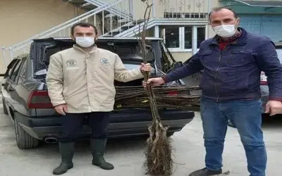 Büyükşehir’den 2 bin ceviz fidanı desteği
