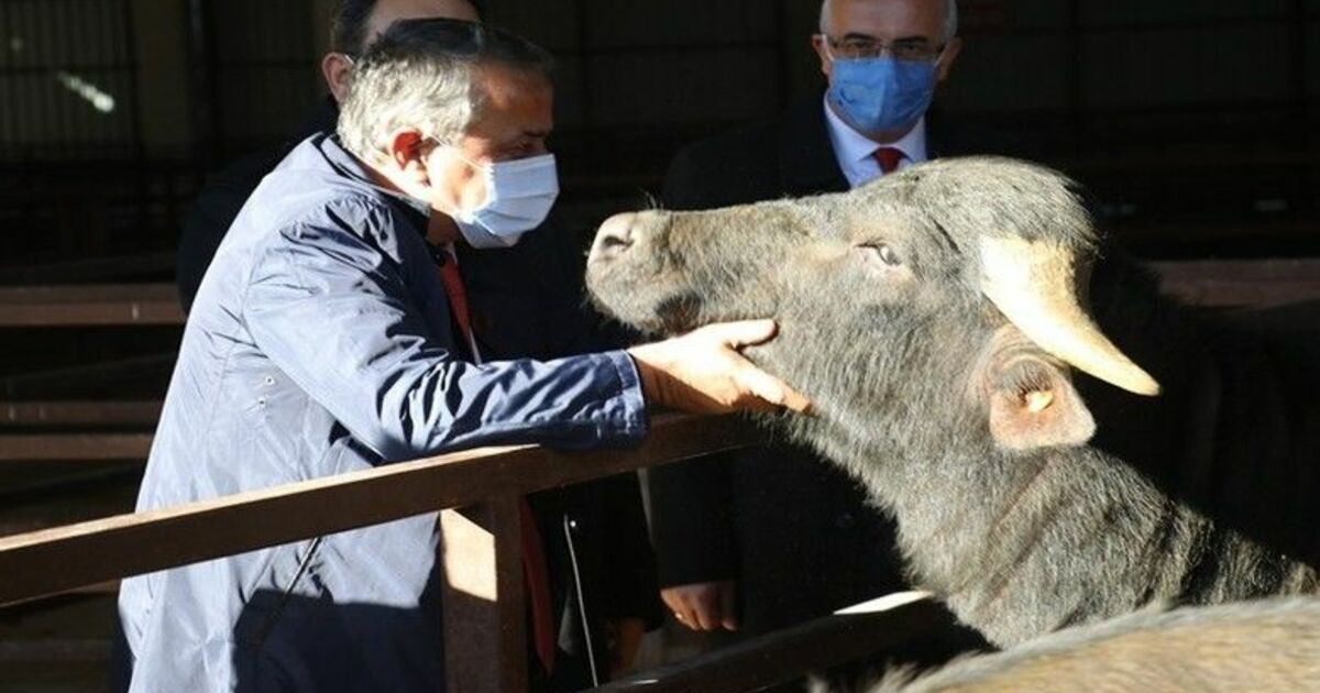Bafra'da çiftçilere damızlık boğa dağıtımı yapıldı
