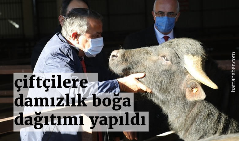 Bafra'da çiftçilere damızlık boğa dağıtımı yapıldı