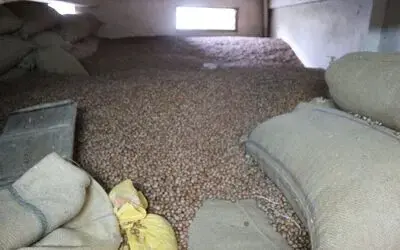 Fındıkta son durum ümit vermiyor
