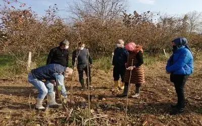 Fındık budama eğitimleri devam ediyor
