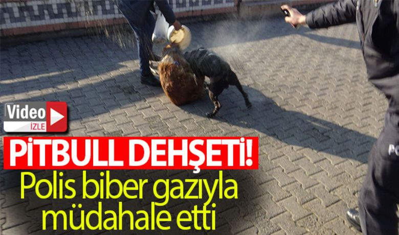 Pitbullu kavgayı polisbiber gazıyla ayırmaya çalıştı - Zonguldak’ın Ereğli ilçesinde sahibinin park halindeki aracından kaçan pitbul cinsi köpek sahilde bir süs köpeğini boğarak, öldürüp ayırmaya çalışan köpeğin sahibi ile, 2 köpek, bir kediyi yaraladı. Pitbulun köpeğe saldırısını polis biber gazı ile vatandaşlar ise ellerindeki kovalarla engellemeye çalıştı.BUGÜN NELER OLDU?