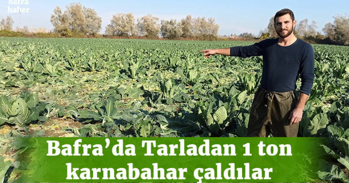 Bafra'da Tarladan 1 ton karnabahar çaldılar