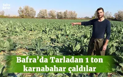 Bafra'da Tarladan 1 ton karnabahar çaldılar