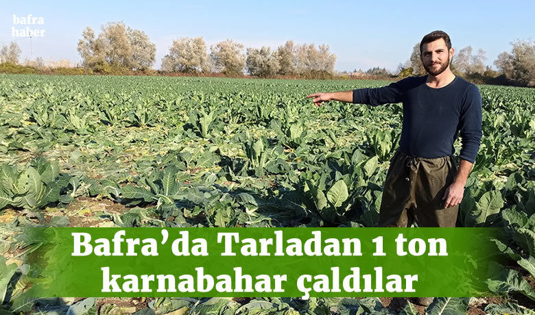 Bafra'da Tarladan 1 ton karnabahar çaldılar