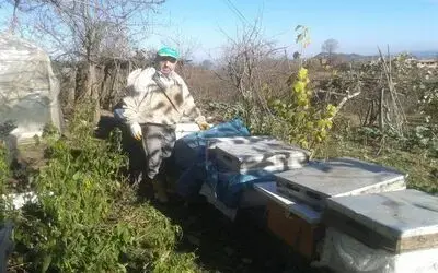 Korona virüs kestane balına talebi artırdı
