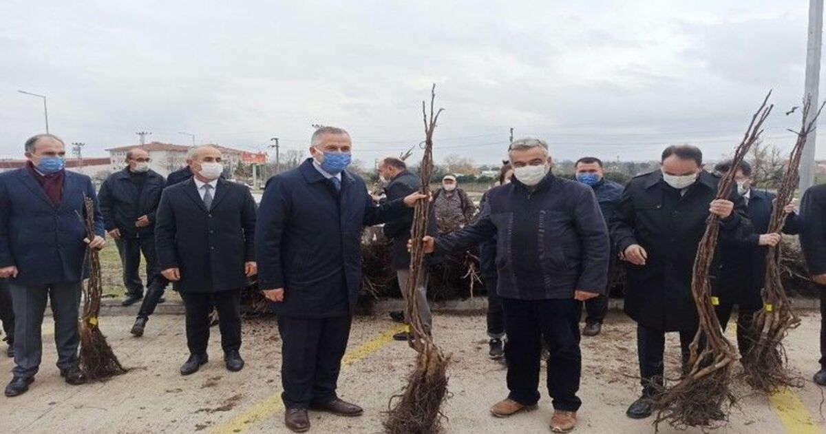 Bafra’da üreticilere 2 bin 500 ceviz fidanı dağıtıldı
