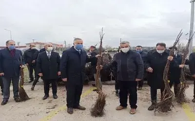 Bafra’da üreticilere 2 bin 500 ceviz fidanı dağıtıldı
