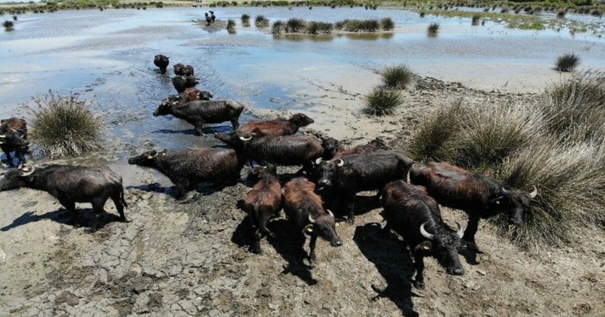 Samsun manda popülasyonunda Türkiye’de zirvede yer alıyor
