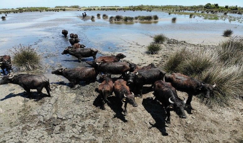 Samsun manda popülasyonundaTürkiye’de zirvede yer alıyor - Samsun’un farklı yerlerinde yetiştirilen mandaların sayısı 22 bin 500’e ulaştı. Samsun İl Tarım ve Orman Müdürü İbrahim Sağlam, “Özel veterinerlerle anlaşarak, verimi yüksek combalardan alınan spermlerle mandalarda suni tohumlama hizmetine başladık” dedi.