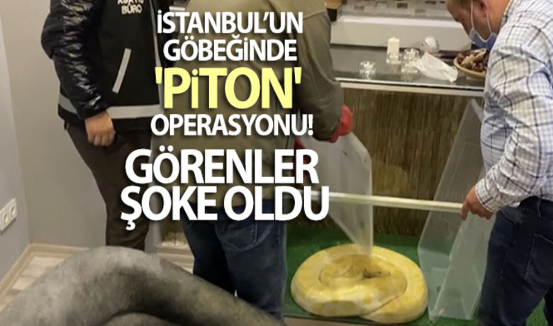 İstanbul'un göbeğinde 'piton' operasyonu kamerada - Beyoğlu’nda uyuşturucu ticareti ve kaçakçılık yapıldığı ihbarı üzerine bir eve baskın düzenleyen Asayiş Büro Amirliği ekipleri, piton yılanı görünce şoke oldu. Evde yapılan aramalarda bir miktar uyuşturucu ele geçirilirken, 3 metre uzunluğundaki piton ise Doğa Koruma ve Milli Parklar Müdürlüğüne teslim edildi. Operasyon kameralara da yansıdı.	Uyuşturucu baskınına giden polis piton buldu	Pitonu iki kişi araca taşıyabildiBUGÜN NELER OLDU?