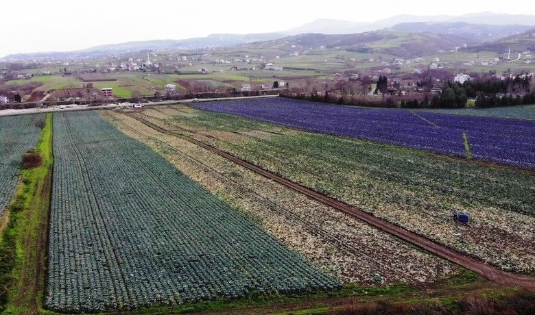 Kışlık sebzede çiftçinin altın yılı - Samsun’un Bafra Ovası’nda hasadı devam eden kışlık sebzeler verimi ile çiftçinin yüzünü güldürüyor. Beyaz lahana tarlada 1 TL’den satılırken, tezgahlarda kilogramı 6 TL’den satılıyor. Üründen de fiyatlardan da memnun olan çiftçiler bu sene altın yılını yaşıyor.