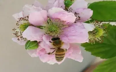 Arıcılık destekleme tebliğinde değişiklik
