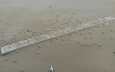 Kısıtlamada ortalık martı ve kargalara kaldı
