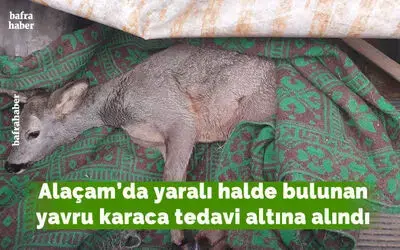 Yaralı yavru karaca tedavi altına alındı