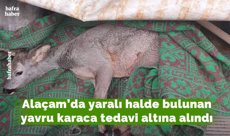 Alaçam'da yaralı halde bulunanyavru karaca tedavi altına alındı