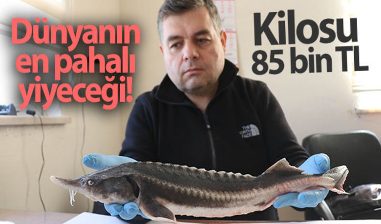 Dünyanın en pahalı yiyeceği! Kilosu 85 bin TL - Dünyanın en pahalı yiyeceği olan ve kilosu 85 bin TL olan Mersin balığı Fırat Nehri`nde kurulan kapalı havuzlarda yetiştirilmeye başlandı.Lider Olgun - Resul Yanbul-İHA
