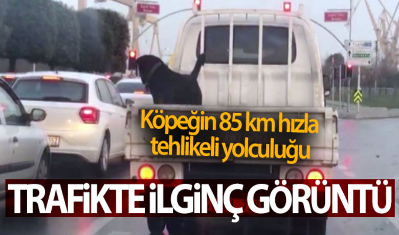 Köpeğin 85 km hızlakamyonet kasasındaki tehlikeli yolculuğu kamerada - İstanbul’da bir köpeğin tehlikeli yolculuğunu görenleri şaşkına çevirdi. Köpeğin sahibi tarafından kamyonet kasasına bağlı olmadan serbest halde yolculuğu trafikte yürekleri ağıza getirdi. Tehlikeli yolculuk trafikteki bir vatandaşın cep telefonu kamerasına yansıdı.