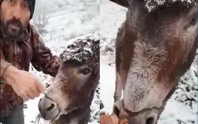 Eşeğin ağzını telle bağlayıp kar altında ölüme terk ettiler