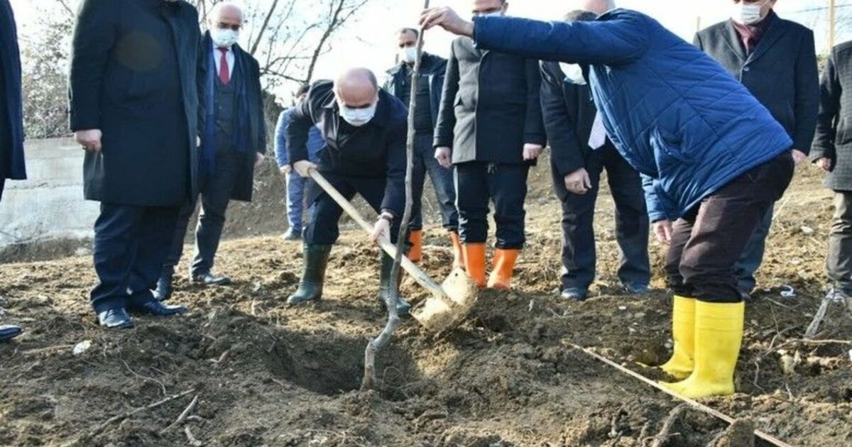 Bafra’da zeytincilik ve cevizcilik yaygınlaşıyor