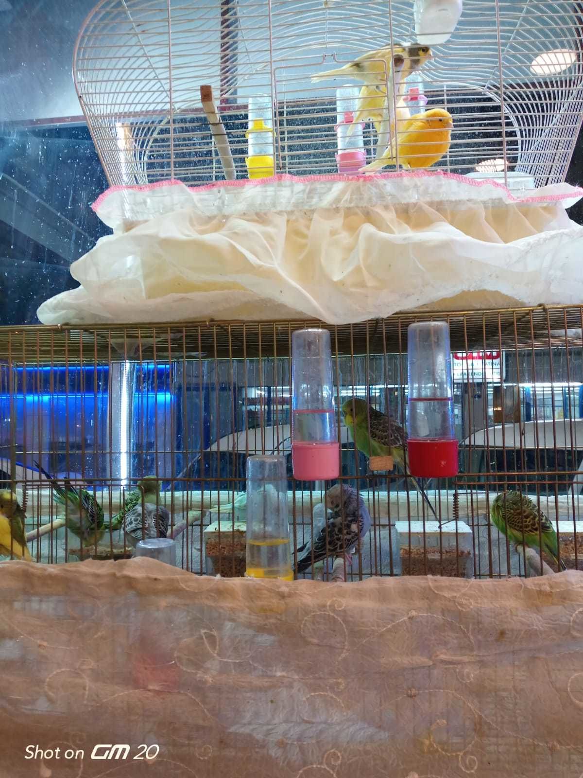 Candas petshop tan alo mama hatti 2d3151f6