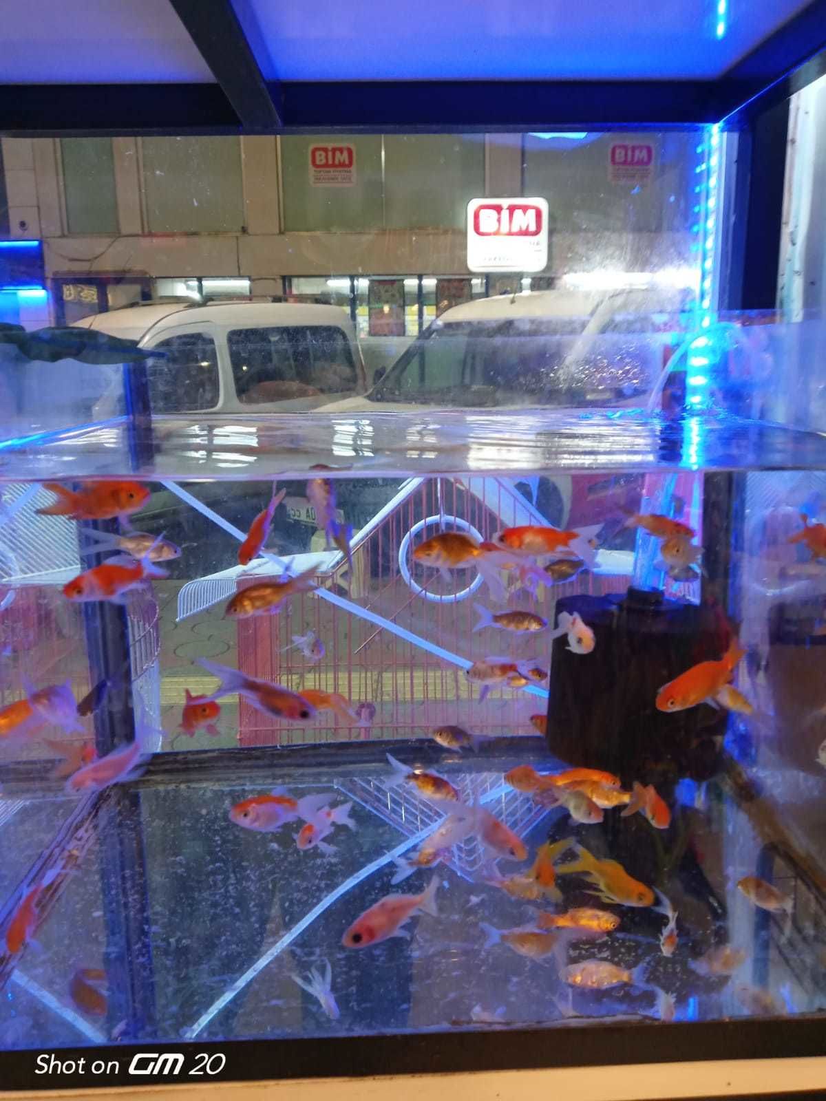 Candas petshop tan alo mama hatti 52183c9a