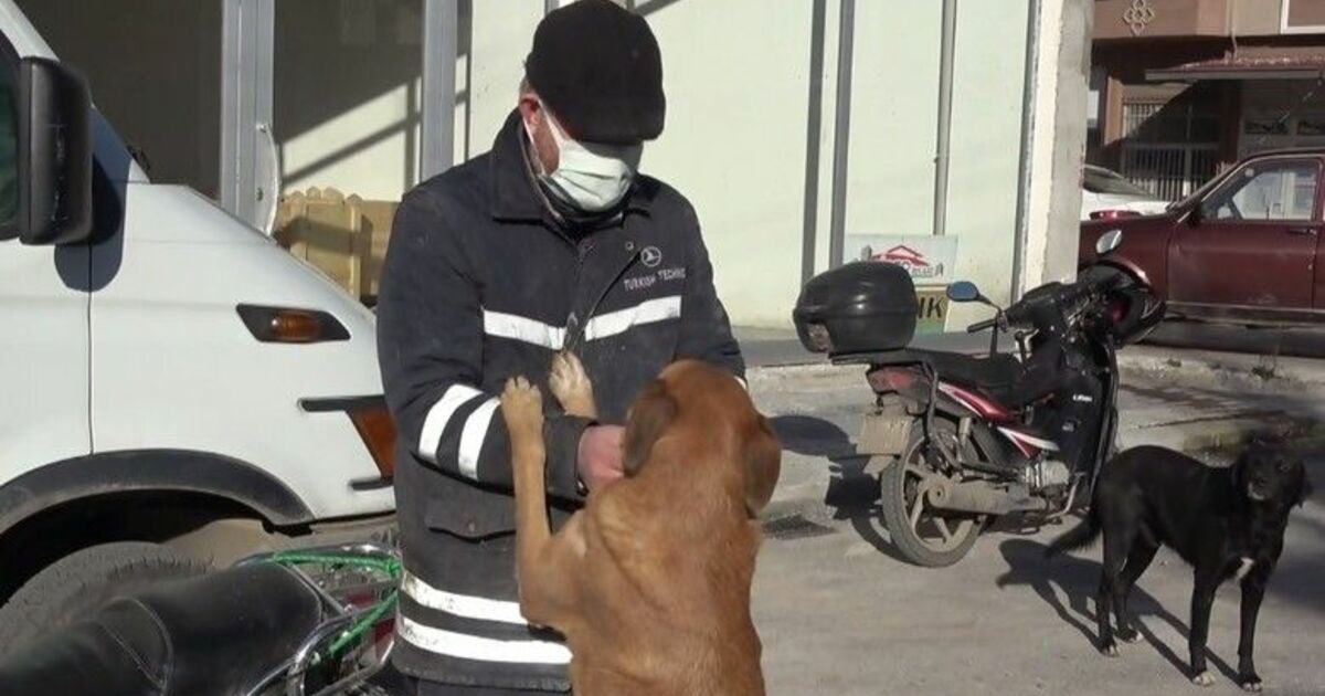 Köpeğini ezen otomobil sürücüsünden şikayetçi oldu