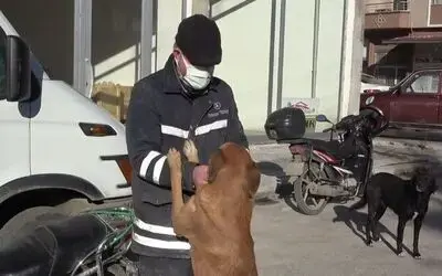 Köpeğini ezen otomobil sürücüsünden şikayetçi oldu