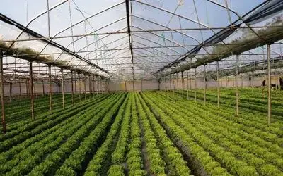 Çarşamba Ovası’nda marul yüz güldürüyor
