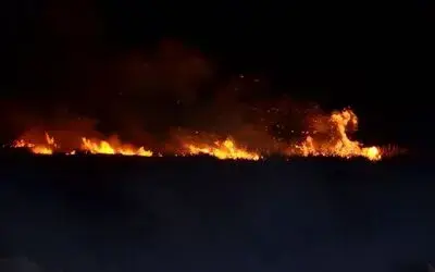Samsun’da sazlık yangını
