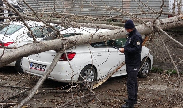 Samsun’da şiddetli rüzgarda kırılanağaç otomobilin üzerine düştü - Samsun’da şiddetli rüzgarda kırılan kavak ağacı, park halindeki otomobilin üzerine düşerek maddi zarara yol açtı.