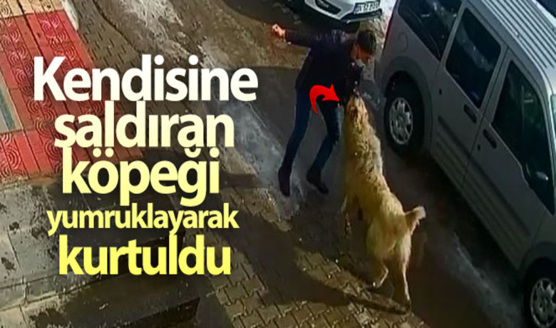 Kendisine saldıran köpeği yumruklayarak kurtuldu - Bitlis’in Ahlat ilçesinde cadde üzerinde yürüyen vatandaş, kendisine saldıran köpeği yumruklayarak kurtuldu.