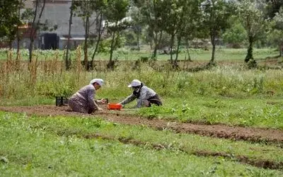 Tarımda Büyükşehir damgası
