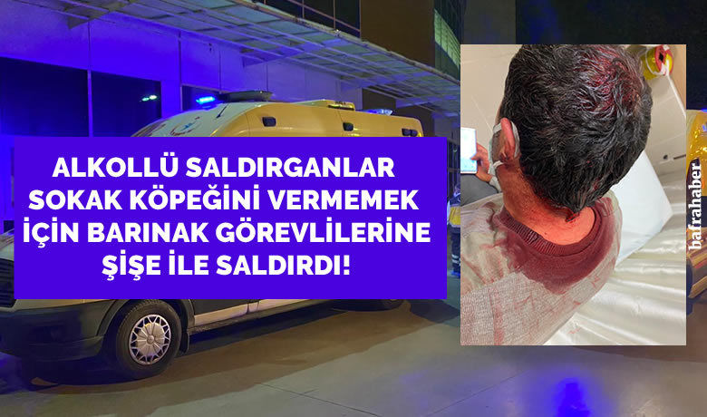 Alkollü Saldırgan Köpek Sahipleri Barınak Görevlilerine Şişe İle Saldırdı