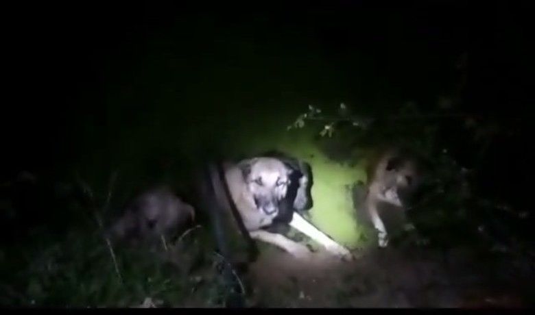 Yakakent'te 4 köpeği boğulmaktankurtaran polis ve bekçiye ödül